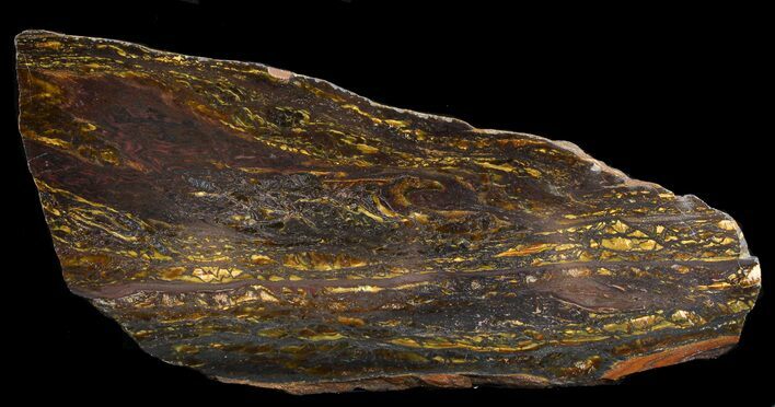 Polished Tiger Iron Stromatolite - ( Billion Years) #46635